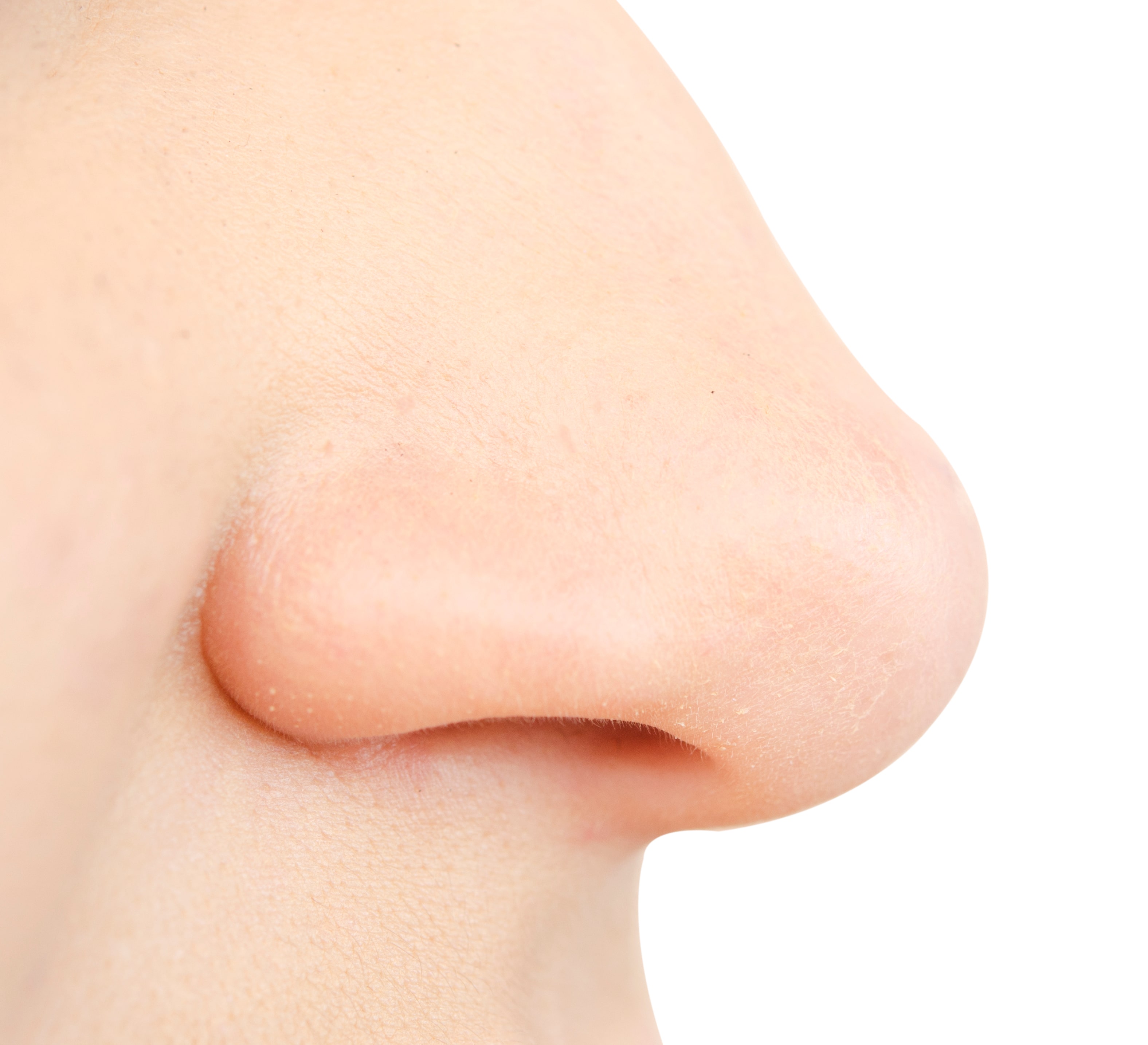 Adobe ENT- human nose Adobe ENT- human nose